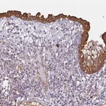 Merck Anti-CEP78 antibody produced in rabbit