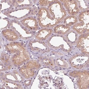 Merck Anti-SLC16A9 antibody produced in rabbit
