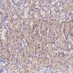 Merck Anti-SPIRE2 antibody produced in rabbit