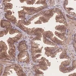 Merck Anti-CFAP97 antibody produced in rabbit