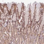 Merck Anti-CHD9 antibody produced in rabbit