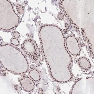 Merck Anti-PUS10 antibody produced in rabbit