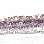 Merck Anti-RGS9BP antibody produced in rabbit