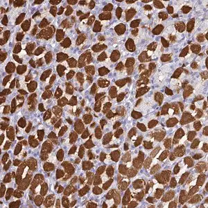 Merck Anti-PEX10 antibody produced in rabbit