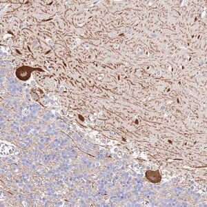 Merck Anti-PDYN antibody produced in rabbit