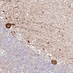 Merck Anti-PDYN antibody produced in rabbit