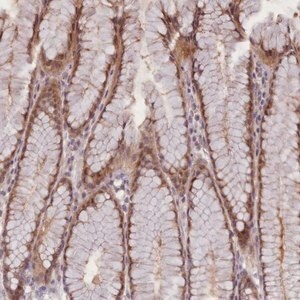 Merck Anti-CDC6 antibody produced in rabbit