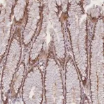 Merck Anti-CDC6 antibody produced in rabbit