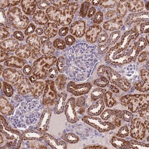 Merck Anti-MRPS11 antibody produced in rabbit