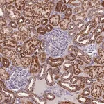 Merck Anti-MRPS11 antibody produced in rabbit