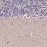 Merck Anti-MRPS18B antibody produced in rabbit