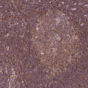 Merck Anti-TRIM26 antibody produced in rabbit