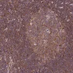 Merck Anti-TRIM26 antibody produced in rabbit