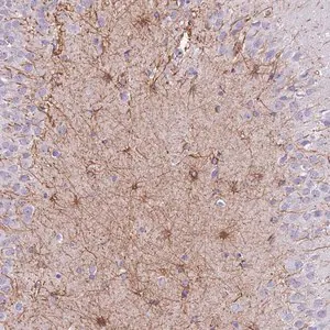 Merck Anti-ZNF311 antibody produced in rabbit