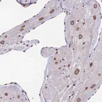 Merck Anti-ZBTB1 antibody produced in rabbit