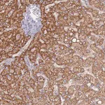 Merck Anti-NUB1 antibody produced in rabbit