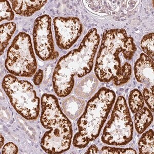 Merck Anti-NRDE2 antibody produced in rabbit