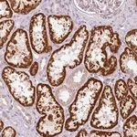 Merck Anti-NRDE2 antibody produced in rabbit