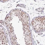 Merck Anti-NFYA antibody produced in rabbit