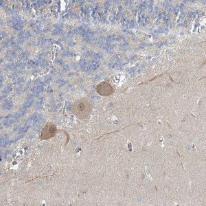 Merck Anti-SLC25A45 antibody produced in rabbit