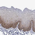 Merck Anti-NTN3 antibody produced in rabbit