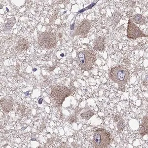 Merck Anti-RTP5 antibody produced in rabbit