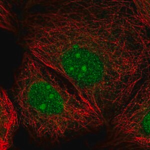 Merck Anti-IRX2 antibody produced in rabbit