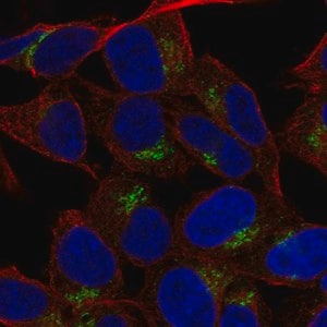 Merck Anti-LRRC4 antibody produced in rabbit