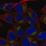 Merck Anti-LRRC4 antibody produced in rabbit