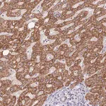 Merck Anti-TOPAZ1 antibody produced in rabbit