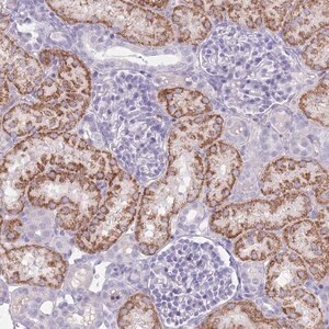 Merck Anti-GPR12 antibody produced in rabbit