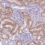 Merck Anti-GPR12 antibody produced in rabbit