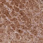 Merck Anti-EID1 antibody produced in rabbit