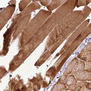 Merck Anti-ART1 antibody produced in rabbit