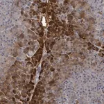 Merck Anti-TRPC4AP antibody produced in rabbit