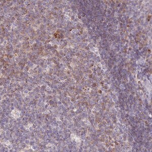 Merck Anti-SLAMF6 antibody produced in rabbit