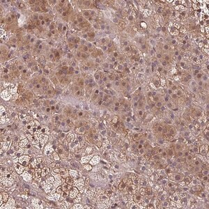 Merck Anti-EID1 antibody produced in rabbit