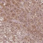 Merck Anti-EID1 antibody produced in rabbit