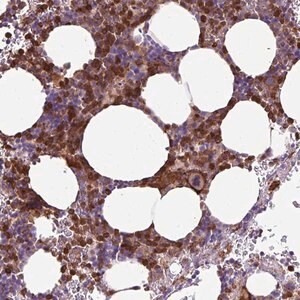 Merck Anti-TMEM8A antibody produced in rabbit