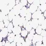 Merck Anti-PIGF antibody produced in rabbit