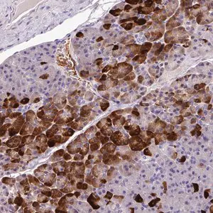 Merck Anti-ANXA2R antibody produced in rabbit