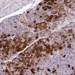 Merck Anti-ANXA2R antibody produced in rabbit