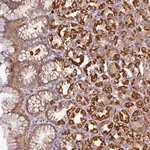 Merck Anti-STK35 antibody produced in rabbit