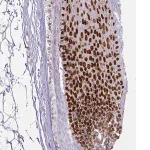 Merck Anti-HOXC13 antibody produced in rabbit