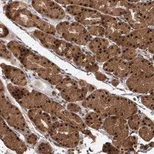 Merck Anti-KDM4E antibody produced in rabbit