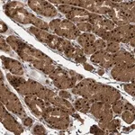 Merck Anti-KDM4E antibody produced in rabbit