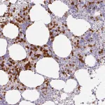 Merck Anti-HHEX antibody produced in rabbit