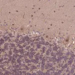 Merck Anti-KCTD11 antibody produced in rabbit