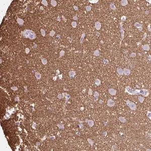 Merck Anti-OTX1 antibody produced in rabbit