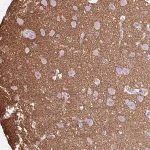 Merck Anti-OTX1 antibody produced in rabbit